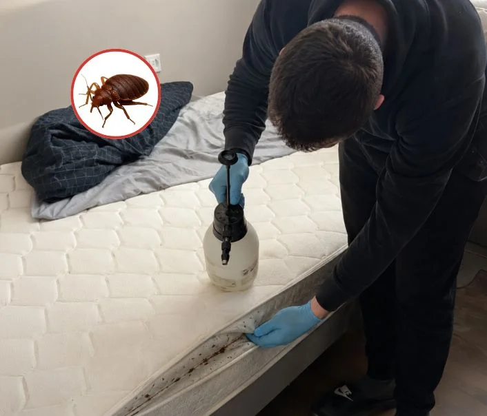 Technicien traitant un matelas contre les punaises de lit à Saint-Rémy-de-la-Vanne